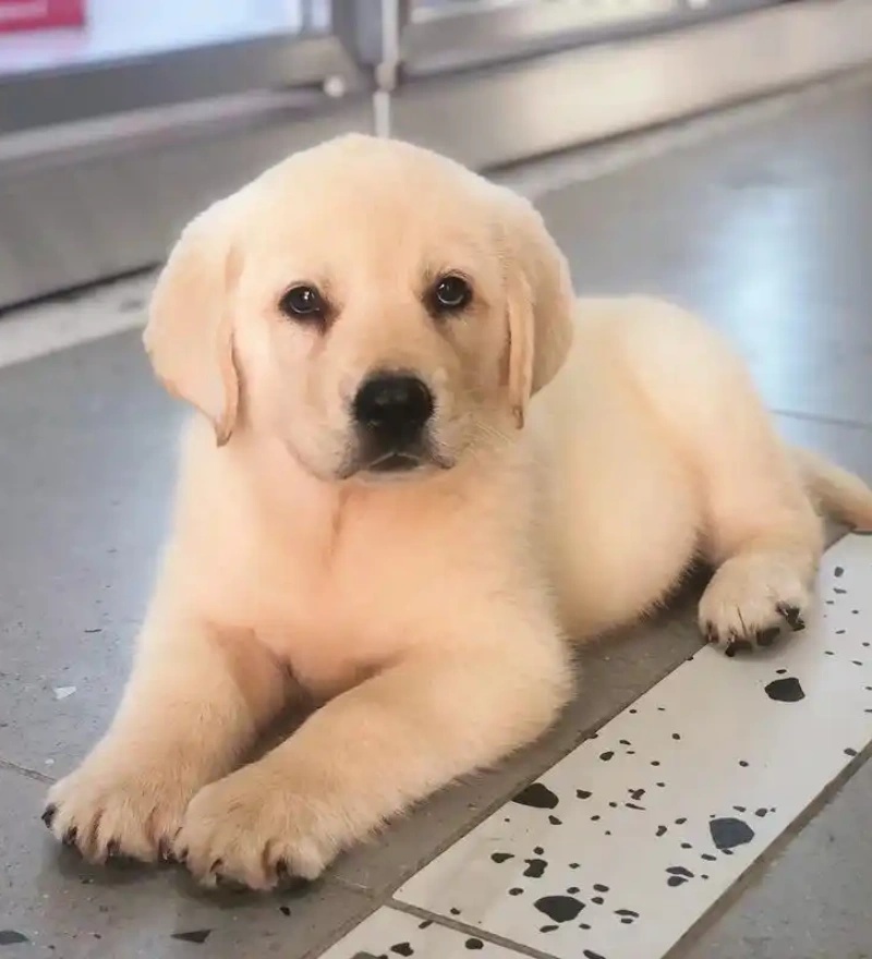 东莞阿雄宠物犬舍专注繁育高品质拉布拉多犬幼犬，现有多窝健康幼犬对外出售，血统纯正品相标准，欢迎大家预约上门挑选，也可选择线上视频一对一选宠。