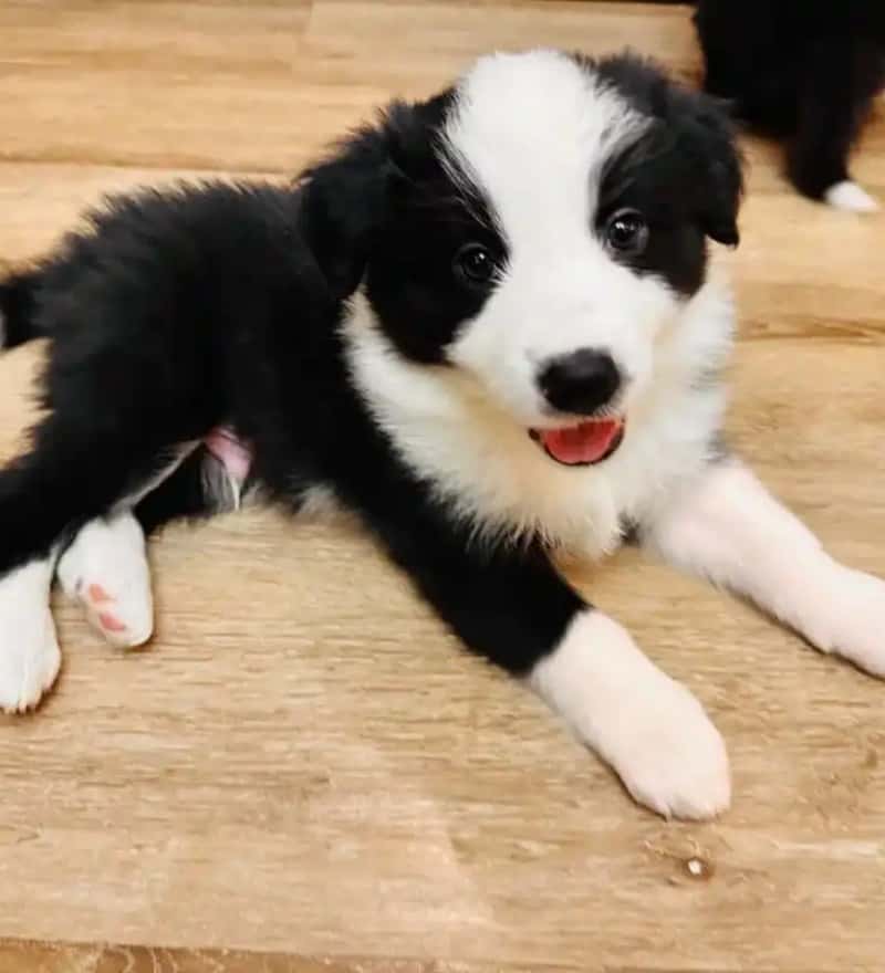东莞买狗去哪里靠谱？认准本土老牌【阿雄犬舍】，本地繁育不踩星期狗陷阱
